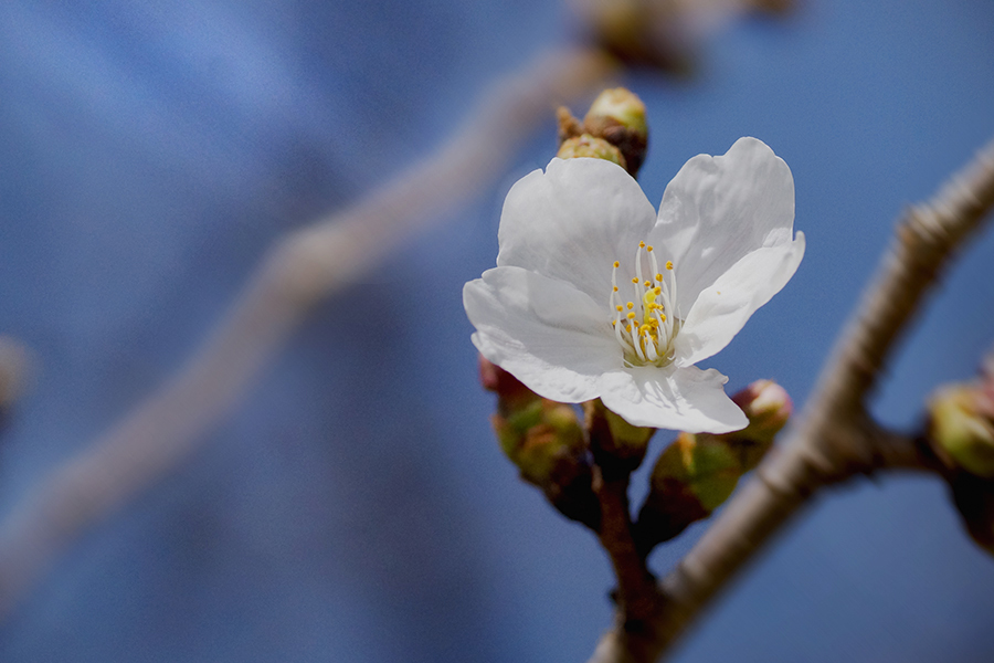 DSC01803  白い桜