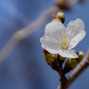 DSC01803  白い桜