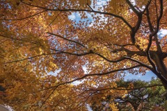 仰ぐ紅葉  DSC06262.