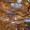 仰ぐ紅葉  DSC06262.
