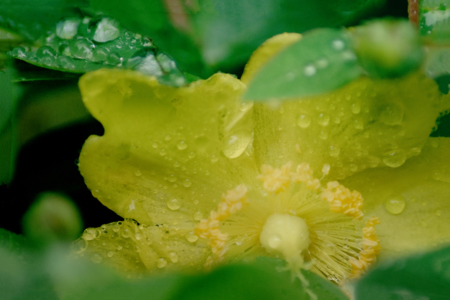 DSC01599. 雨とヒべリカム