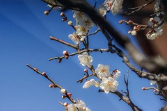 DSC07300. 青空に梅