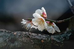 DSC00177. 古木の梅