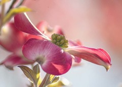 DSC01091. ハナミズキ初夏を呼ぶ.