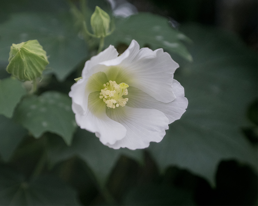 DSC09013. 白芙蓉