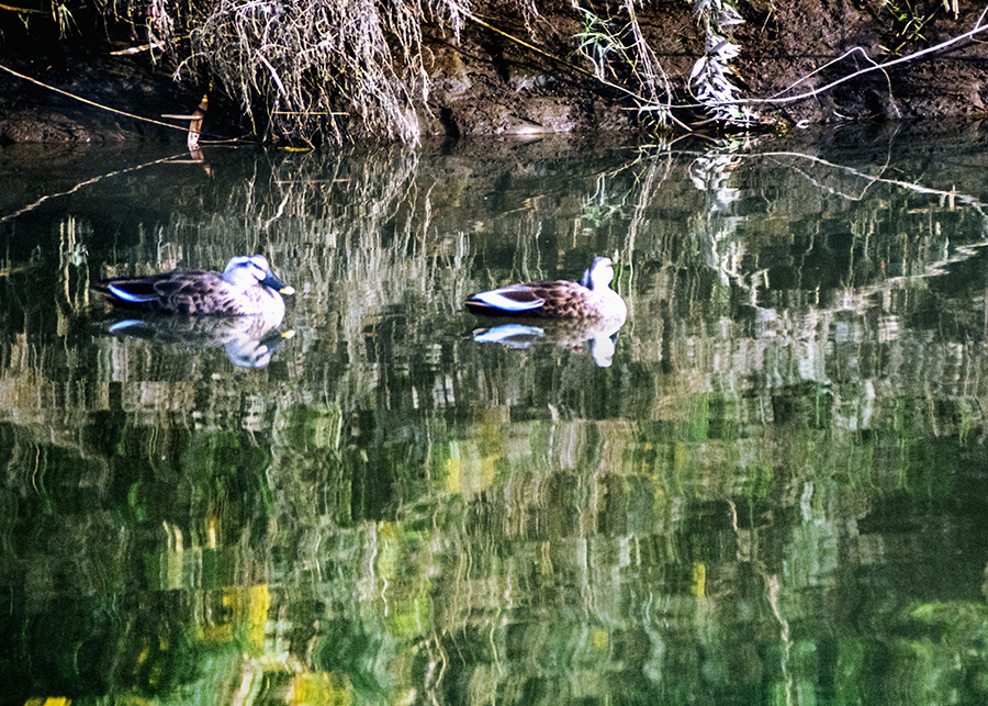 夫唱婦随 DSC03434.