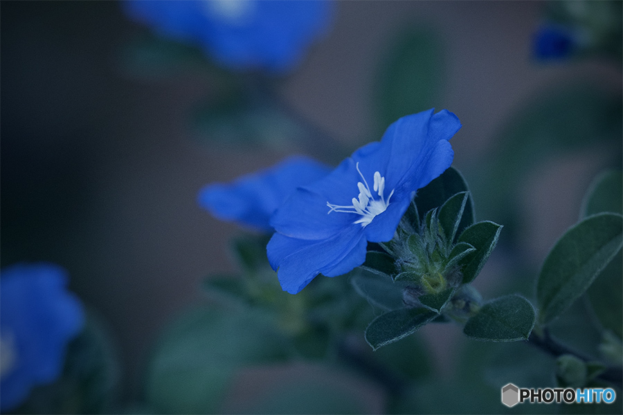DSC07863 青い花が咲いて居ました-1