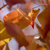 DSC04835 秋に ときめくナンキンハゼの葉たち