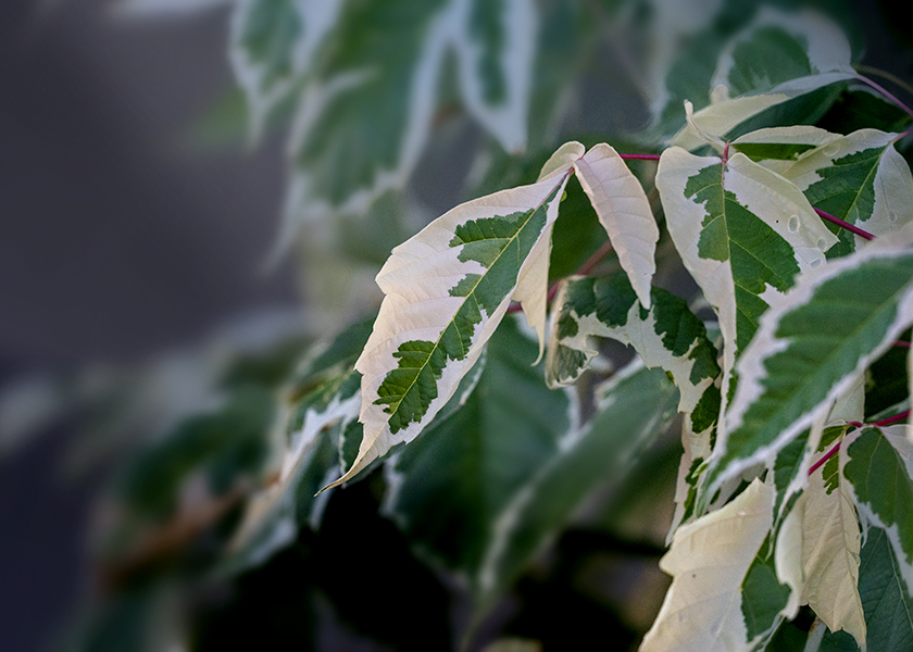 DSC09189. フイカスプミラ　斑入りの葉