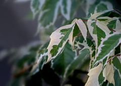 DSC09189. フイカスプミラ　斑入りの葉