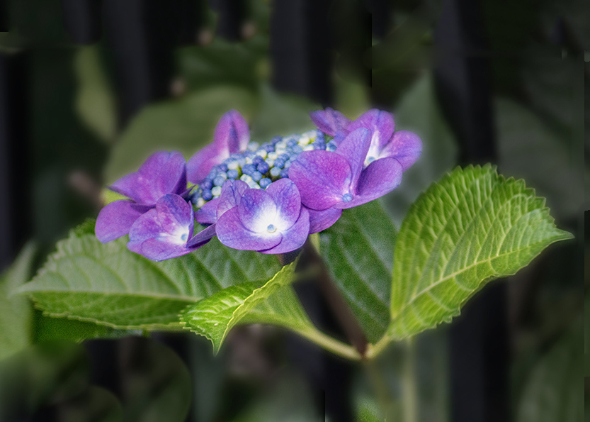 DSC08848. 夏が来れば思い出す