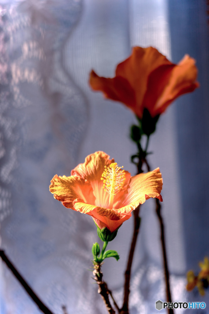 DSC06293-一月のハイビスカス-2