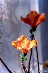 DSC06293-一月のハイビスカス-2