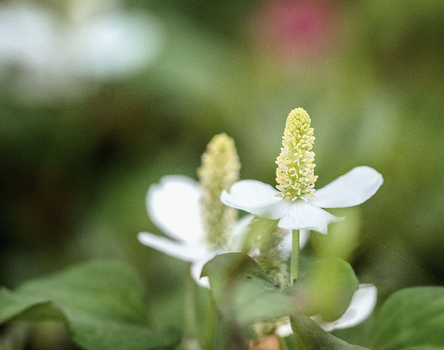 DSC03337 冴えて咲く