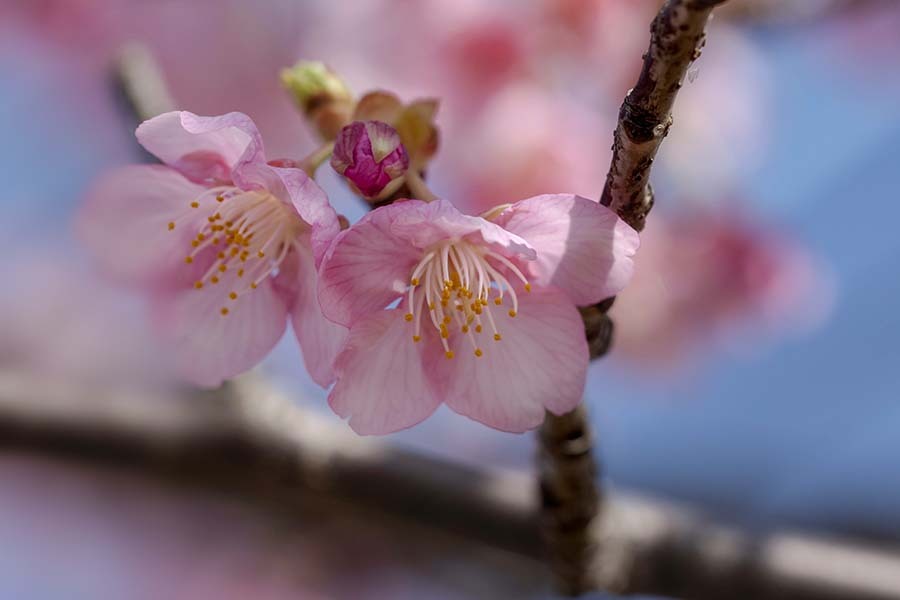 DSC03845  河津桜 姉妹で美人？