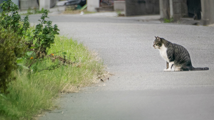 DSC09772. 考える猫ちゃん
