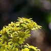 DSC06087. 黄色い花