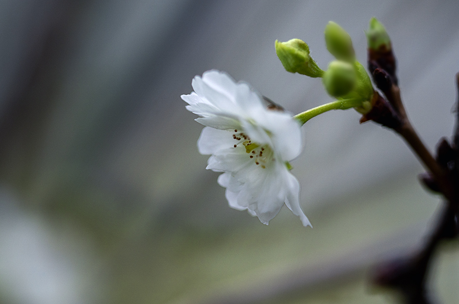 DSC04634  軍艦旗桜
