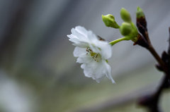 DSC04634  軍艦旗桜