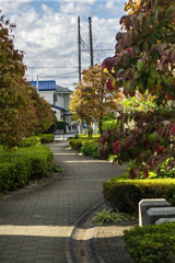 DSC03523  遊歩道の朝もよう