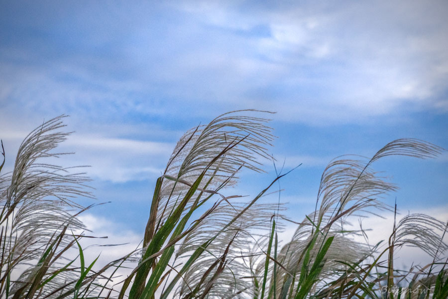 20161110-DSC04197-河原のススキ