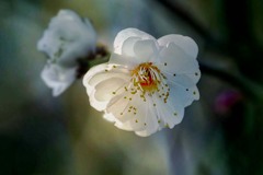 陽春の伊豆にて　DSC06051 