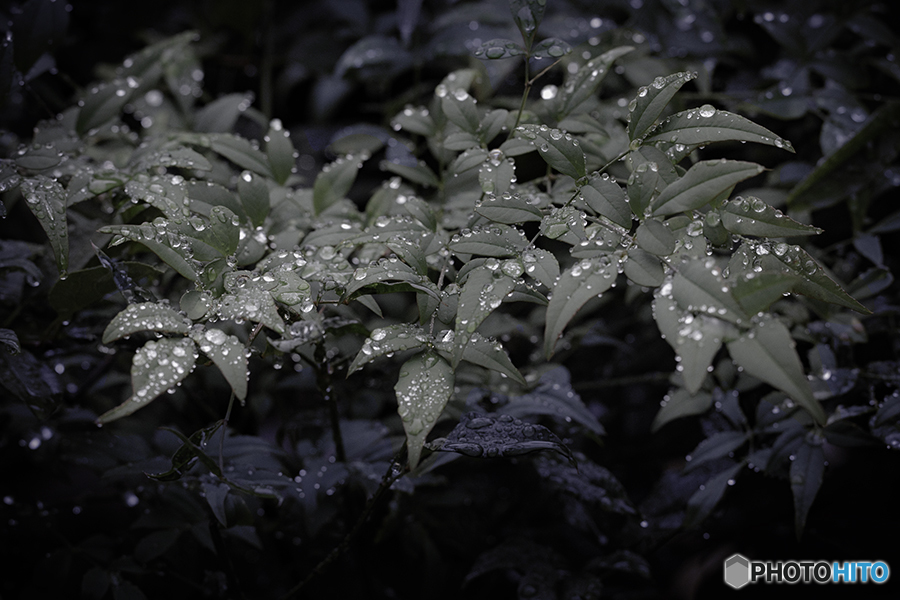 DSC08671 雨粒とナンテン