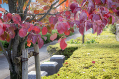 Autumn leaves fall  DSC02897