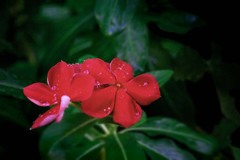 DSC02509. 思い残すな夏の花