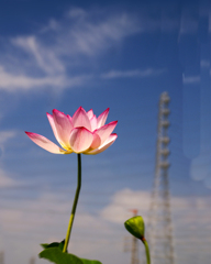 DSC06476. 背比べ