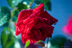 DSC03261-雨あがりの朝の薔薇-2