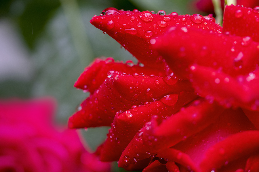 DSC06393  春の雨に洗われる