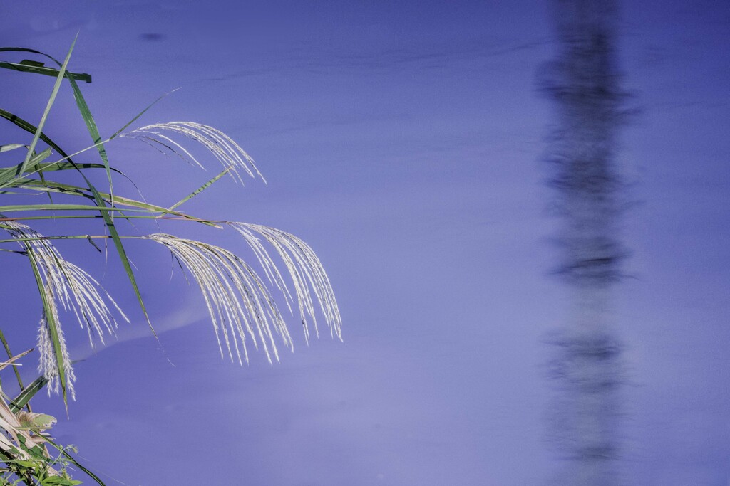 DSC03353-水面の秋