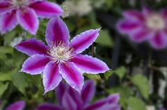 DSC06133. 陽春に咲く