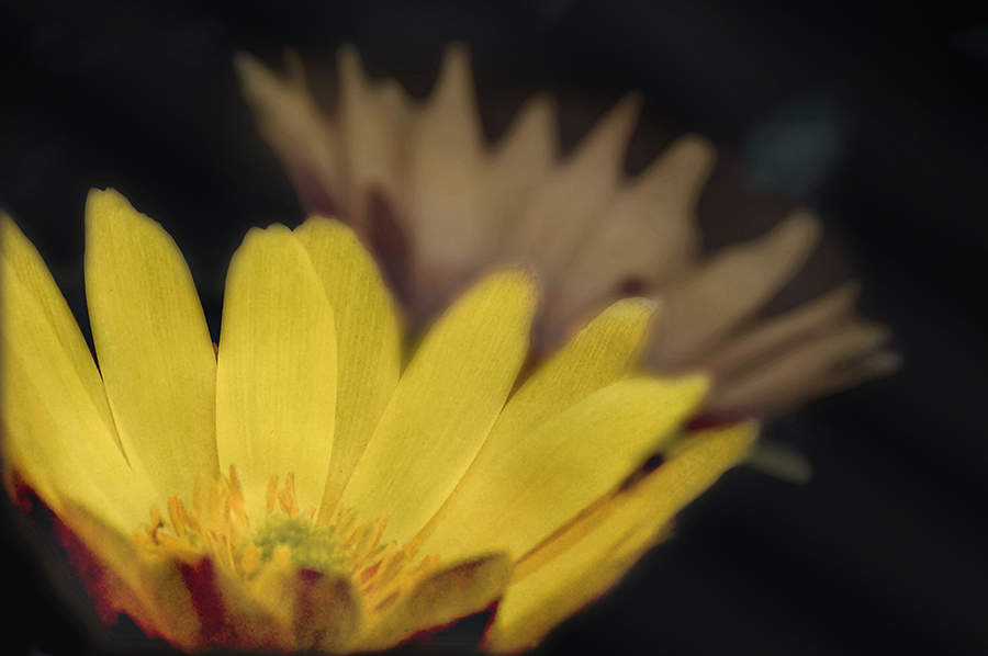 DSC01732 春恵む