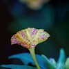 DSC02439. オシロイバナ アレコレ