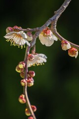 DSC06917. 春は萌む