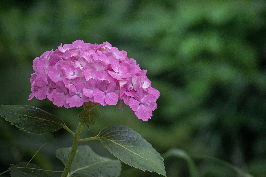 DSC08760. 静に咲く.
