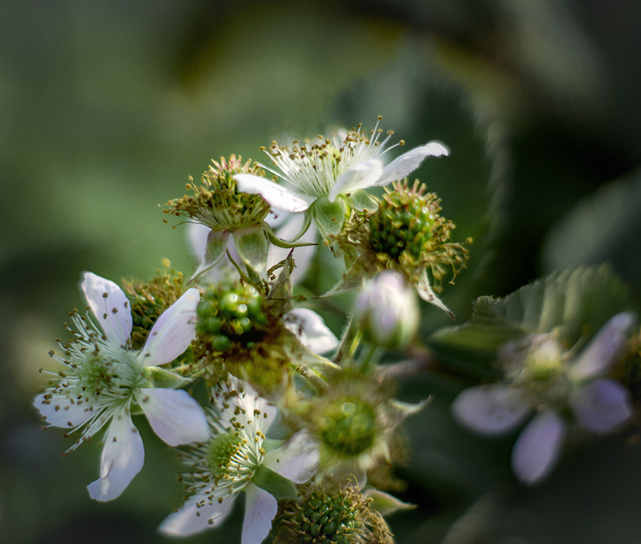 DSC09089.  ブラックベリーの花