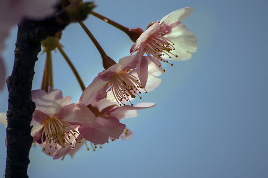 DSC03465 三月の河津桜 