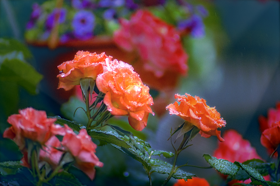 DSC01569. 雨粒は宝石