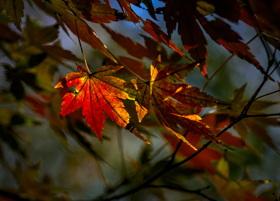 DSC09812 紅葉が唄うエレジー