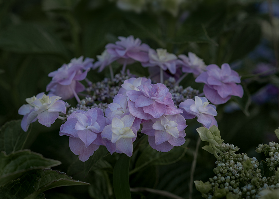DSC03028 遊歩道の紫陽花-5