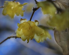 DSC06503. タトゥー蝋梅？