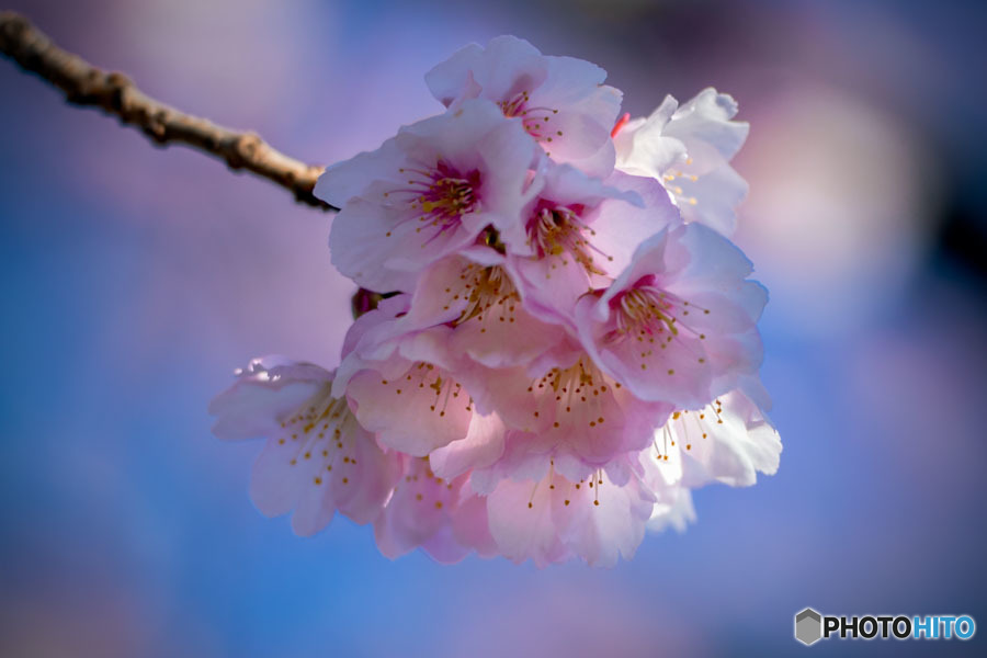 DSC07902-華やかに咲く