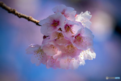 DSC07902-華やかに咲く