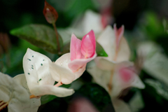 DSC02378.炎暑に咲く