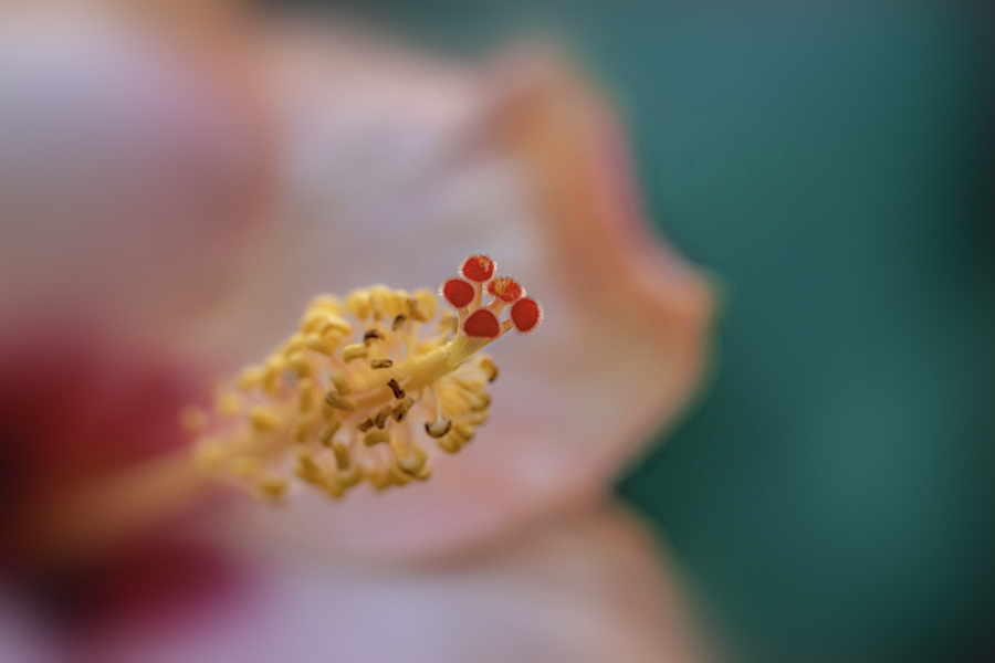 1DSC07588. 花芯の艶姿