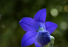 DSC01819 後ろ姿も美しい　