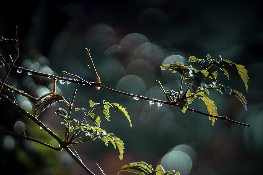 DSC03232-枝に水玉